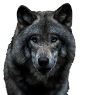 Viking_loup Viking_loup